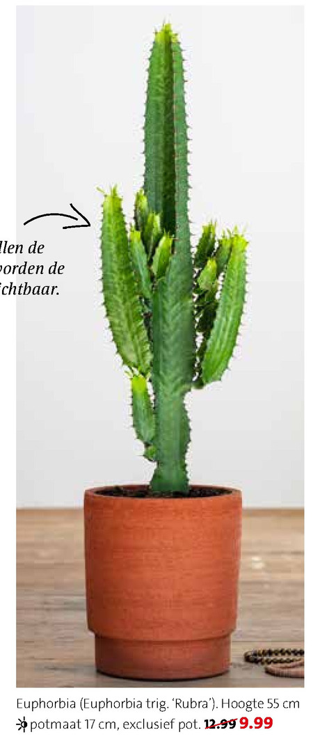 cactus folder aanbieding bij Intratuin - details