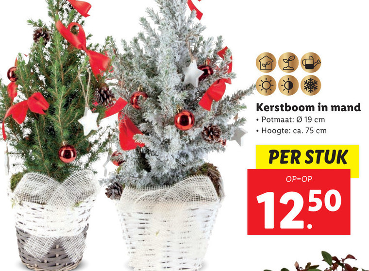 kerstboom folder aanbieding bij Lidl details