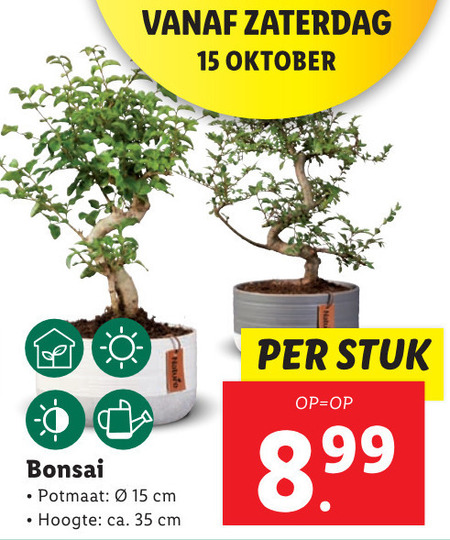 bonsai boompje folder aanbieding bij Lidl - details