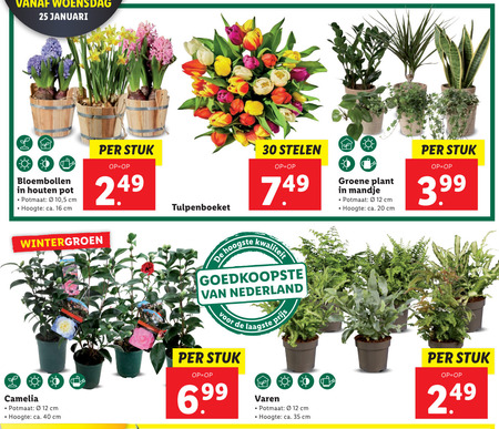 camelia, bloembollen folder aanbieding bij Lidl - details