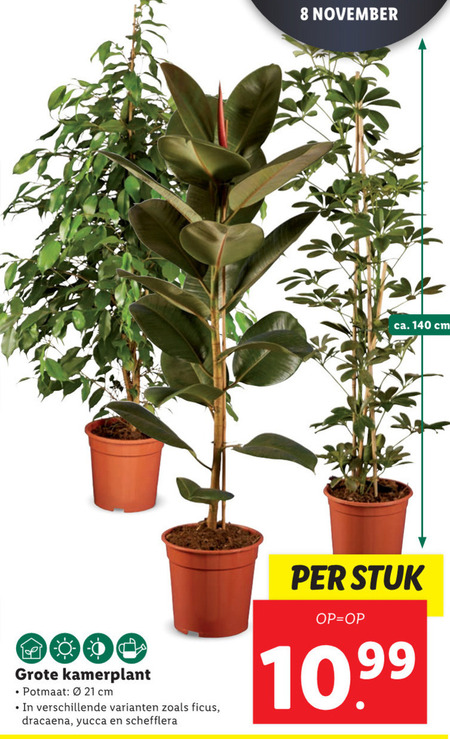 juka dracena Dracaena Magenta Cane