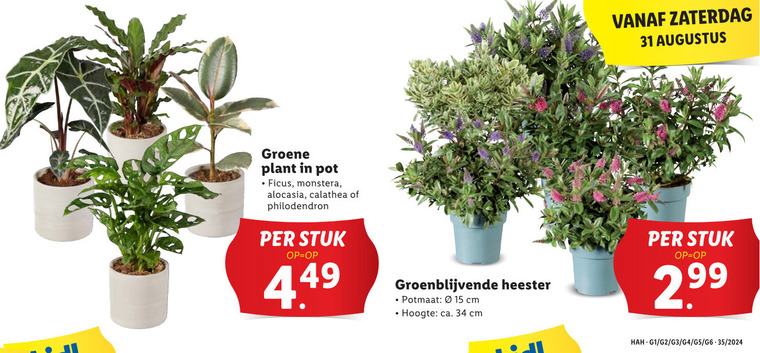dracaena compacta plant Dracaena Compacta Green Upright Indoor Plant