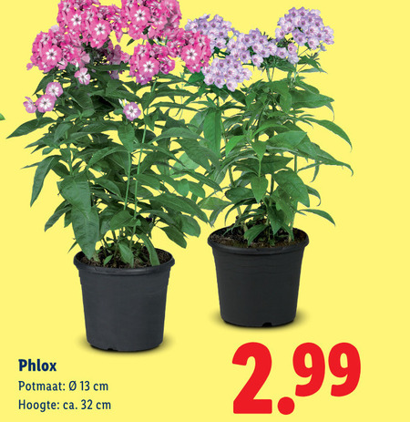 tuinplanten 13 32 phlox potmaat cm hoogte ca. folder aanbieding bij Lidl