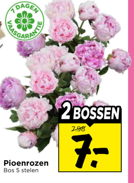 pioenrozen 2 5 dagen bos stelen bossen folder aanbieding bij Vomar