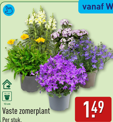 tuinplanten 13 cm vaste zomerplant stuk folder aanbieding bij Aldi