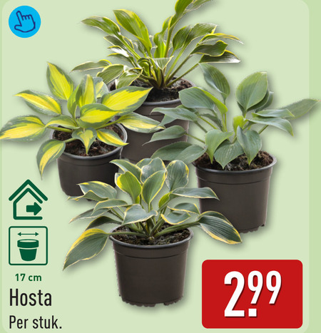 kamerplanten 17 cm stuk folder aanbieding bij Aldi
