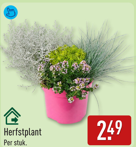 heideplanten herfstplant stuk folder aanbieding bij Aldi