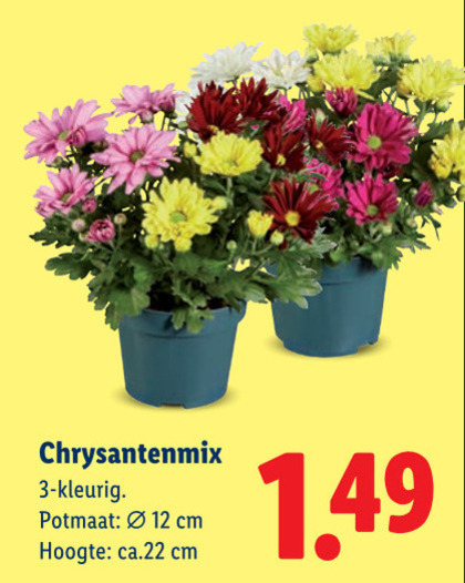 tuinplanten 3 12 potmaat cm hoogte folder aanbieding bij Lidl