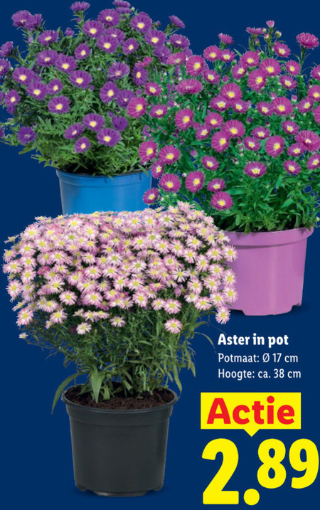 apple bandit appelcider 17 pot potmaat cm hoogte ca. folder aanbieding bij Lidl Apple bandit appelcider folder aanbieding bij Lidl - details