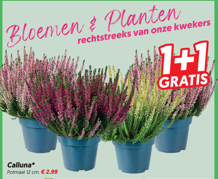 caluna heide 1 12 bloemen planten kwekers calluna potmaat cm folder aanbieding bij Dekamarkt
