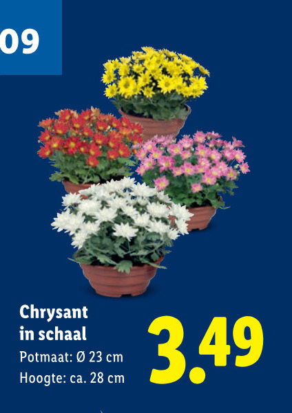 potchrysant 23 28 chrysant schaal potmaat cm hoogte ca. folder aanbieding bij Lidl