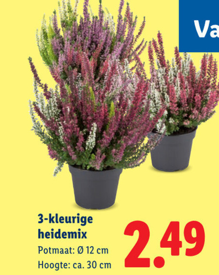 tuinplanten 3 12 30 kleurige potmaat cm hoogte ca. folder aanbieding bij Lidl