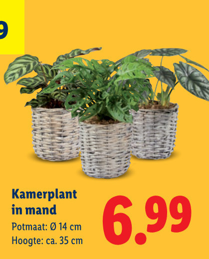 kamerplanten 14 35 kamerplant mand potmaat cm hoogte ca. folder aanbieding bij Lidl