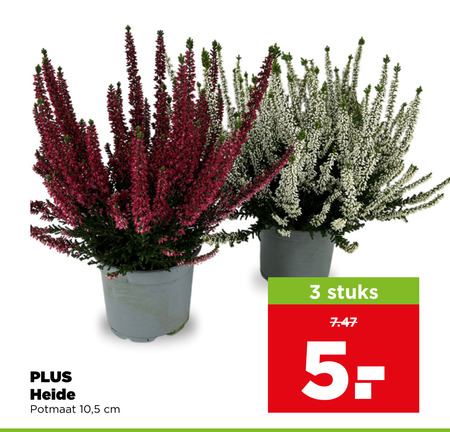 heideplanten 3 heide potmaat 10 5 cm stuks folder aanbieding bij Plus