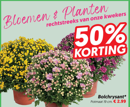 bolchrysanten 19 50 bloemen planten kwekers bolchrysant potmaat cm folder aanbieding bij Dekamarkt