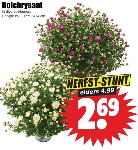 bolchrysanten 14 30 bolchrysant kleuren hoogte ca. cm herfst elders folder aanbieding bij Dirk