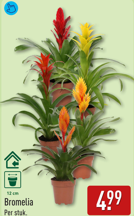 bromelia 12 cm stuk folder aanbieding bij Aldi