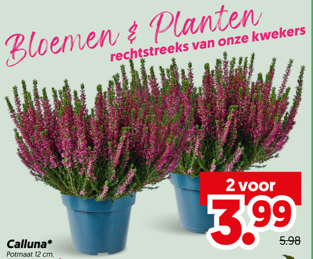 caluna heide 2 12 bloemen planten kwekers calluna potmaat cm 3.99 folder aanbieding bij Dekamarkt