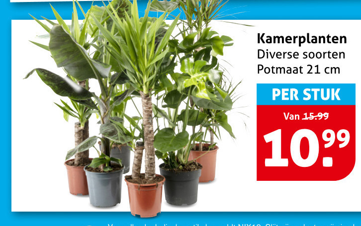 kamerplanten soorten potmaat cm stuk folder aanbieding bij Hoogvliet