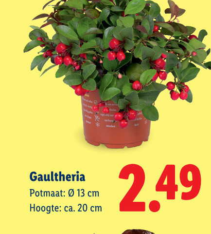 gaultheria 13 20 potmaat cm hoogte ca. folder aanbieding bij Lidl