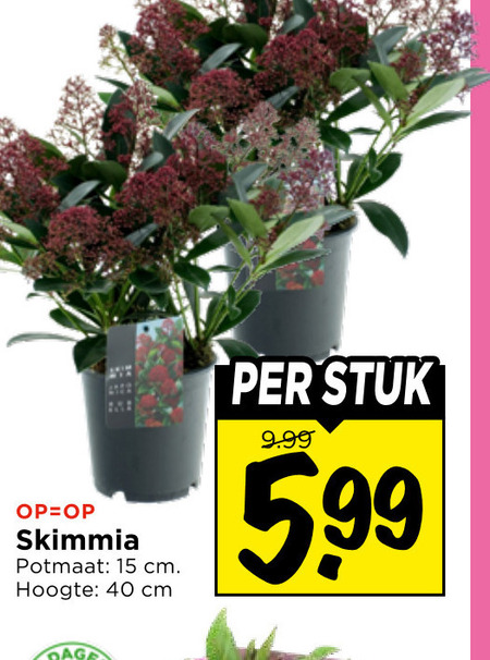 kamerplanten 15 40 skimmia potmaat cm hoogte stuk 5.99 folder aanbieding bij Vomar