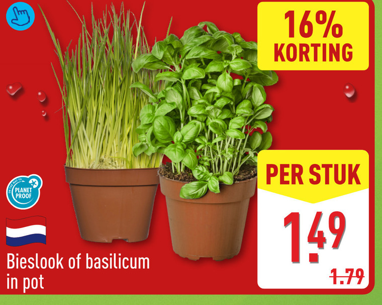 kruidenplanten 16 to planet proof bieslook basilicum pot stuk folder aanbieding bij Aldi