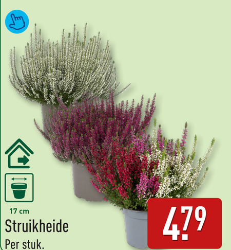 heideplanten 17 cm struikheide stuk folder aanbieding bij Aldi