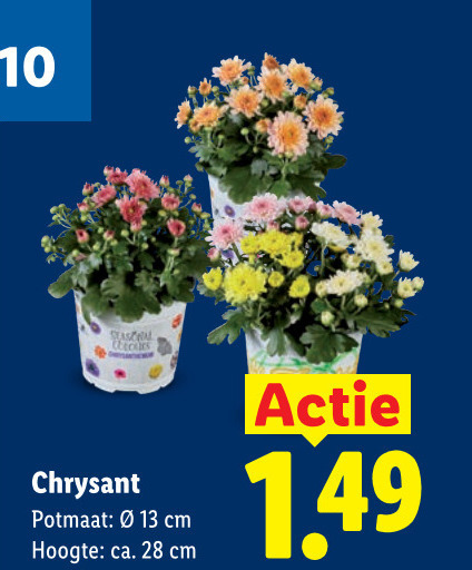 potchrysant 13 28 seasonal chrysant potmaat cm hoogte ca. folder aanbieding bij Lidl