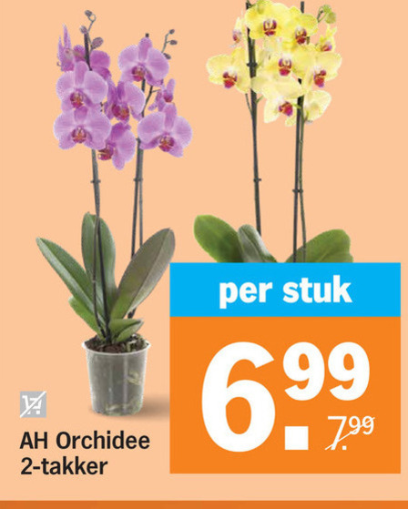 orchidee 2 stuk 6 folder aanbieding bij Albert Heijn
