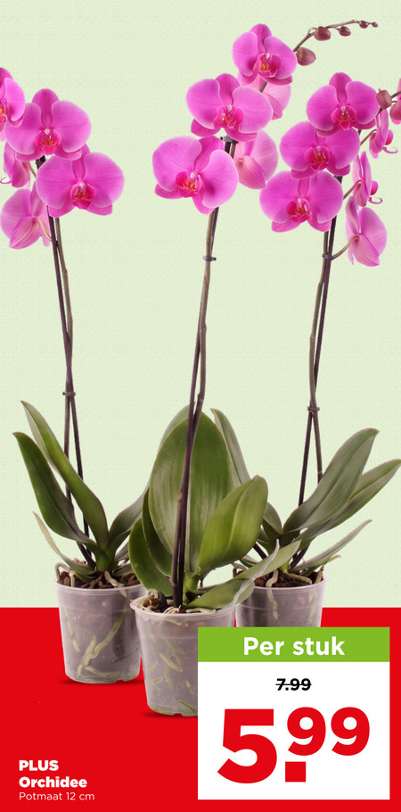 orchidee 12 potmaat cm stuk 5 99 folder aanbieding bij Plus