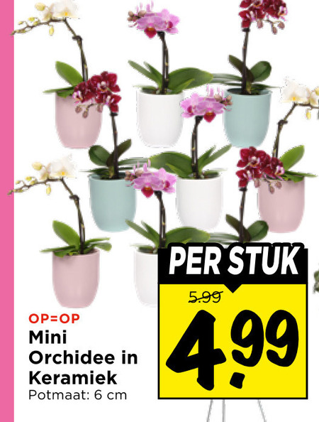 orchidee 6 mini keramiek potmaat cm stuk 5.99 folder aanbieding bij Vomar