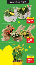 klik op dit plaatje voor een vergroting en voor vergelijkbare aanbiedingen gerelateerd aan ` 11 vrijdag paashaas beplanting 3.99 narcissen gele eierschaal ` 11 vrijdag paashaas beplanting 3.99 narcissen gele eierschaal