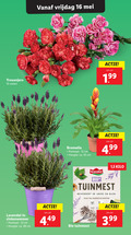 klik op dit plaatje voor een vergroting en voor vergelijkbare aanbiedingen gerelateerd aan ` 10 12 16 28 30 45 vrijdag trosanjers stelen bromelia potmaat cm hoogte ca. bio 1 5 kilo tuinmest bevordert groei bloei tuin borders moestuin ge lavendel dagen voeding 3.99 `  10 12 16 28 30 45 vrijdag trosanjers stelen bromelia potmaat cm hoogte ca. bio 1 5 kilo tuinmest bevordert groei bloei tuin borders moestuin ge lavendel dagen voeding 3.99