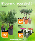 klik op dit plaatje voor een vergroting en voor vergelijkbare aanbiedingen gerelateerd aan ` olijfboom tuinplanten 18 20 23 30 60 week bloeiend voordeel chamarops palm potmaat cm hoogte ca. terracotta stuk puur supermarkten `  olijfboom tuinplanten 18 20 23 30 60 week bloeiend voordeel chamarops palm potmaat cm hoogte ca. terracotta stuk puur supermarkten