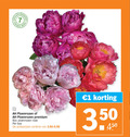 klik op dit plaatje voor een vergroting en voor vergelijkbare aanbiedingen gerelateerd aan ` pioenrozen 1 premium roze bos varieeren `  pioenrozen 1 premium roze bos varieeren
