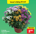 klik op dit plaatje voor een vergroting en voor vergelijkbare aanbiedingen gerelateerd aan ` 5 14 30 kleurige chrysantenboeket potmaat cm hoogte vrijdag stuk 2 99 ` 5 14 30 kleurige chrysantenboeket potmaat cm hoogte vrijdag stuk 2 99