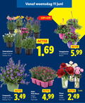klik op dit plaatje voor een vergroting en voor vergelijkbare aanbiedingen gerelateerd aan ` 5 6 11 13 20 25 zomerplanten hoogte cm potmaat woensdag juni hangplanten campanula ca. anjer pink kisses tray stuks rozen stelen vaas ` 5 6 11 13 20 25 zomerplanten hoogte cm potmaat woensdag juni hangplanten campanula ca. anjer pink kisses tray stuks rozen stelen vaas