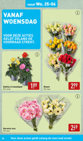 klik op dit plaatje voor een vergroting en voor vergelijkbare aanbiedingen gerelateerd aan ` rozen germini 26 woensdag bloemen blu dahlia kweekpot stuk bos mix loek `  rozen germini 26 woensdag bloemen blu dahlia kweekpot stuk bos mix loek