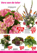 klik op dit plaatje voor een vergroting en voor vergelijkbare aanbiedingen gerelateerd aan ` 1 3 5 9 10 25 vers teler hortensia bloem bos stelen zomerbloeiers phlox dahlia agapanthus gladiolen varieeren 99 stuk arrangement sempervivum potmaat cm zonnebloem winkels tuinafdeling eten `  1 3 5 9 10 25 vers teler hortensia bloem bos stelen zomerbloeiers phlox dahlia agapanthus gladiolen varieeren 99 stuk arrangement sempervivum potmaat cm zonnebloem winkels tuinafdeling eten