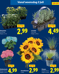 klik op dit plaatje voor een vergroting en voor vergelijkbare aanbiedingen gerelateerd aan ` 2 5 6 7 10 14 18 23 45 60 woensdag chrysanten tray stuks hoogte ca. cm lavendel tuinhortensia potmaat zonnebloemen stelen siergras `  2 5 6 7 10 14 18 23 45 60 woensdag chrysanten tray stuks hoogte ca. cm lavendel tuinhortensia potmaat zonnebloemen stelen siergras