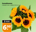 klik op dit plaatje voor een vergroting en voor vergelijkbare aanbiedingen gerelateerd aan ` 2 5 60 600 zonnebloemen bossen stelen cm `  2 5 60 600 zonnebloemen bossen stelen cm