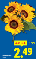 klik op dit plaatje voor een vergroting en voor vergelijkbare aanbiedingen gerelateerd aan ` 5 zonnebloemen stelen `  5 zonnebloemen stelen
