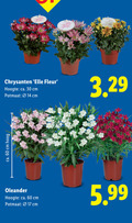 klik op dit plaatje voor een vergroting en voor vergelijkbare aanbiedingen gerelateerd aan ` 14 17 30 60 chrysanten elle fleur hoogte ca. cm potmaat hoog oleander 5.99 `  14 17 30 60 chrysanten elle fleur hoogte ca. cm potmaat hoog oleander 5.99