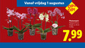 klik op dit plaatje voor een vergroting en voor vergelijkbare aanbiedingen gerelateerd aan ` 1 2 12 50 vrijdag phalaenopsis potmaat cm hoogte ca. `  1 2 12 50 vrijdag phalaenopsis potmaat cm hoogte ca.