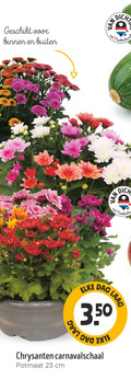 klik op dit plaatje voor een vergroting en voor vergelijkbare aanbiedingen gerelateerd aan ` 23 binnen buiten nederland like dag laag 3 13 chrysanten potmaat cm ` 23 binnen buiten nederland like dag laag 3 13 chrysanten potmaat cm