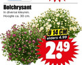 klik op dit plaatje voor een vergroting en voor vergelijkbare aanbiedingen gerelateerd aan ` 8 14 30 bolchrysant kleuren hoogte ca. cm elders `  8 14 30 bolchrysant kleuren hoogte ca. cm elders