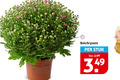 klik op dit plaatje voor een vergroting en voor vergelijkbare aanbiedingen gerelateerd aan ` chrysanthemum bolchrysant stuk 3.99 `  chrysanthemum bolchrysant stuk 3.99