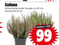 klik op dit plaatje voor een vergroting en voor vergelijkbare aanbiedingen gerelateerd aan ` 10 25 99 calluna winterharde heide hoogte ca. cm potmaat elders ` 10 25 99 calluna winterharde heide hoogte ca. cm potmaat elders