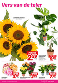 klik op dit plaatje voor een vergroting en voor vergelijkbare aanbiedingen gerelateerd aan ` zonnebloemen potchrysant anthurium 4 7 13 17 vers teler bos stelen groene kamerplant monstera stuk alocasia zebrina hoogte cm potmaat pluis 3.99 beschikbaar beperkt winkels eten `  zonnebloemen potchrysant anthurium 4 7 13 17 vers teler bos stelen groene kamerplant monstera stuk alocasia zebrina hoogte cm potmaat pluis 3.99 beschikbaar beperkt winkels eten