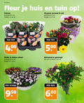 klik op dit plaatje voor een vergroting en voor vergelijkbare aanbiedingen gerelateerd aan ` chrysanten 10 15 17 23 27 34 42 45 60 500 950 week fleur huis tuin potroos potmaat cm hoogte ca. chrysant carnaval pot palace violen zinken schaal alstroemeria gemengd bos stelen 6 `  chrysanten 10 15 17 23 27 34 42 45 60 500 950 week fleur huis tuin potroos potmaat cm hoogte ca. chrysant carnaval pot palace violen zinken schaal alstroemeria gemengd bos stelen 6